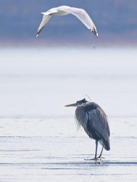  February 2, 2025 12:08 PM, Canon EOS R7, RF100-500mm F4.5-7.1 L IS USM + EXTENDER RF2x, 1000mm, f/14.0, 1/200s, ISO 200, Gregor von Laszewski