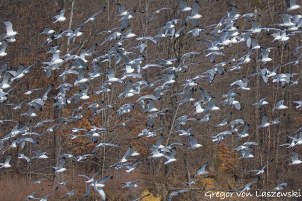  February 14, 2025 1:51 PM, Canon EOS R7, RF200-800mm F6.3-9 IS USM + EXTENDER RF2x, 400mm, f/13.0, 1/800s, ISO 640, Gregor von Laszewski