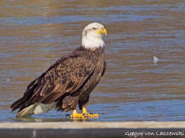  February 14, 2025 2:24 PM, Canon EOS R7, RF200-800mm F6.3-9 IS USM + EXTENDER RF2x, 1600mm, f/18.0, 1/1000s, ISO 1600, Gregor von Laszewski
