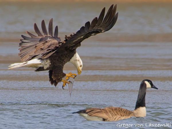  February 14, 2025 3:04 PM, Canon EOS R7, RF200-800mm F6.3-9 IS USM + EXTENDER RF2x, 1600mm, f/18.0, 1/3200s, ISO 5000, Gregor von Laszewski