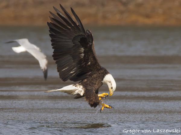  February 14, 2025 3:05 PM, Canon EOS R7, RF200-800mm F6.3-9 IS USM + EXTENDER RF2x, 1600mm, f/18.0, 1/3200s, ISO 4000, Gregor von Laszewski