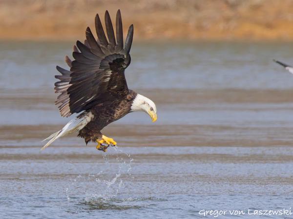  February 14, 2025 3:05 PM, Canon EOS R7, RF200-800mm F6.3-9 IS USM + EXTENDER RF2x, 1600mm, f/18.0, 1/3200s, ISO 5000, Gregor von Laszewski