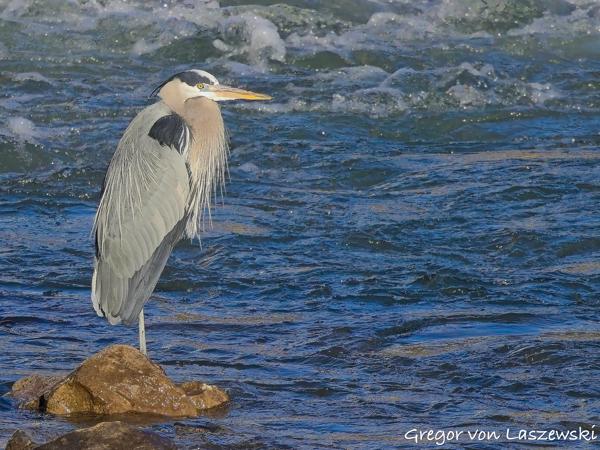  February 23, 2025 9:48 AM, Canon EOS R7, RF100-500mm F4.5-7.1 L IS USM, 500mm, f/7.1, 1/3200s, ISO 1250, Gregor von Laszewski