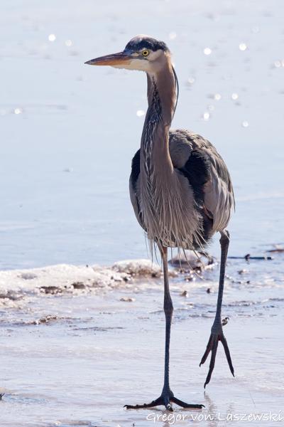  February 23, 2025 11:10 AM, Canon EOS R7, RF100-500mm F4.5-7.1 L IS USM, 500mm, f/7.1, 1/5000s, ISO 500, Gregor von Laszewski