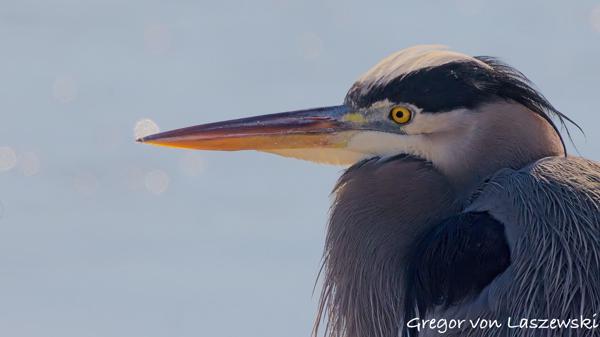 February 23, 2025 12:17 PM, Canon EOS R7, RF100-500mm F4.5-7.1 L IS USM + EXTENDER RF2x, 1000mm, f/14.0, 1/3200s, ISO 2500, Gregor von Laszewski