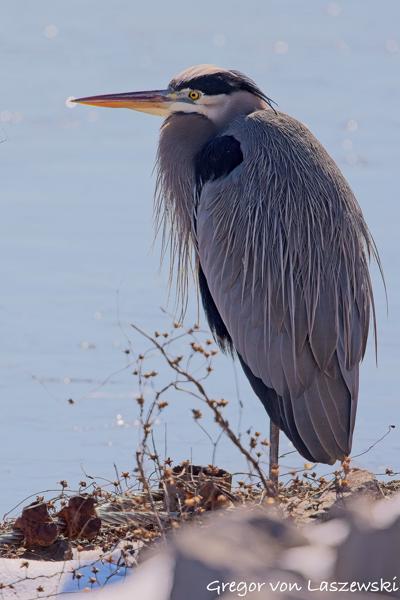  February 23, 2025 12:19 PM, Canon EOS R7, RF100-500mm F4.5-7.1 L IS USM, 500mm, f/7.1, 1/3200s, ISO 500, Gregor von Laszewski