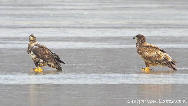 February 24, 2025 10:25 AM, Canon EOS R7, RF200-800mm F6.3-9 IS USM, 800mm, f/9.0, 1/320s, ISO 800, Gregor von Laszewski