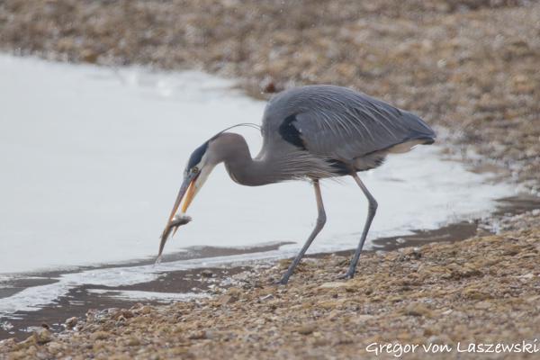  February 24, 2025 11:06 AM, Canon EOS R7, RF200-800mm F6.3-9 IS USM, 800mm, f/9.0, 1/3200s, ISO 3200, Gregor von Laszewski