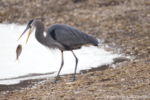  February 24, 2025 11:06 AM, Canon EOS R7, RF200-800mm F6.3-9 IS USM, 800mm, f/9.0, 1/3200s, ISO 3200, Gregor von Laszewski