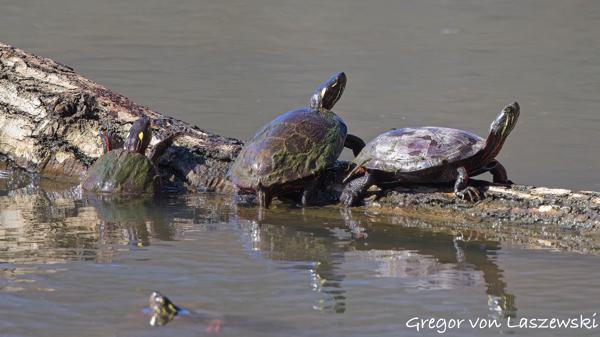  March 10, 2025 11:45 AM, Canon EOS R7, RF100-500mm F4.5-7.1 L IS USM, 500mm, f/7.1, 1/3200s, ISO 2500, Gregor von Laszewski