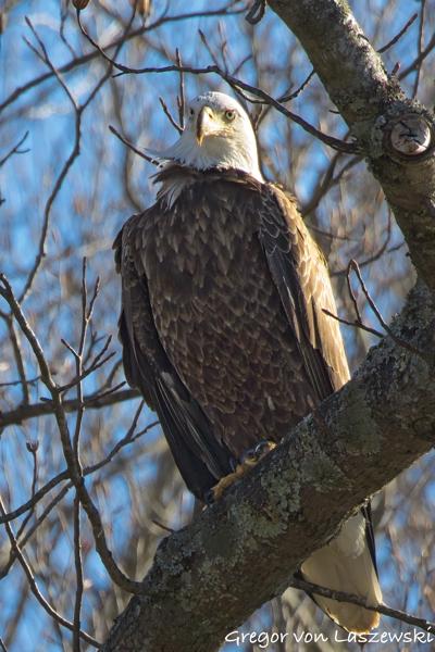  January 29, 2025 11:22 AM, Canon EOS R7, RF200-800mm F6.3-9 IS USM + EXTENDER RF2x, 1344mm, f/18.0, 1/1250s, ISO 5000, Gregor von Laszewski