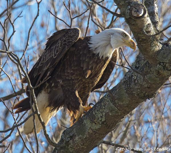 January 29, 2025 11:22 AM, Canon EOS R7, RF200-800mm F6.3-9 IS USM + EXTENDER RF2x, 1344mm, f/18.0, 1/1250s, ISO 4000, Gregor von Laszewski
