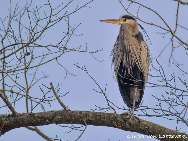  January 30, 2025 10:12 AM, Canon EOS R7, RF200-800mm F6.3-9 IS USM, 800mm, f/9.0, 1/3200s, ISO 4000, Gregor von Laszewski