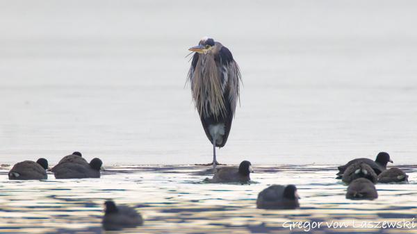  January 30, 2025 11:16 AM, Canon EOS R7, RF200-800mm F6.3-9 IS USM + EXTENDER RF2x, 1600mm, f/18.0, 1/640s, ISO 5000, Gregor von Laszewski