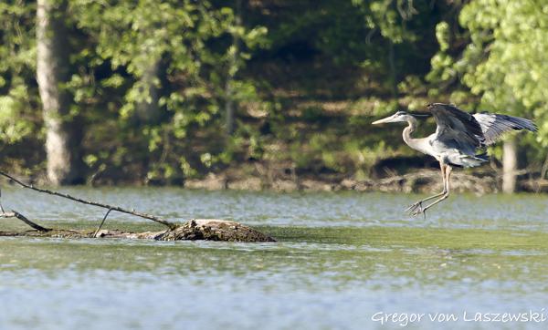  May 9, 2025 9:20 AM, Canon EOS R7, RF100-500mm F4.5-7.1 L IS USM, 500mm, f/7.1, 1/2000s, ISO 1250, Gregor von Laszewski
