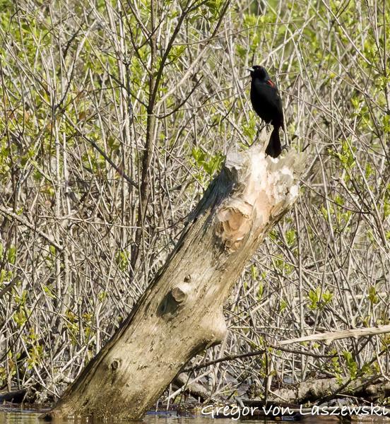  May 9, 2025 10:15 AM, Canon EOS R7, RF100-500mm F4.5-7.1 L IS USM, 500mm, f/29.0, 1/3200s, ISO 16000, Gregor von Laszewski