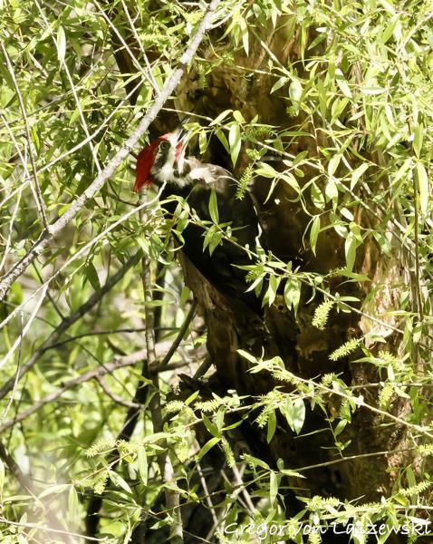  May 9, 2025 11:06 AM, Canon EOS R7, RF100-500mm F4.5-7.1 L IS USM, 500mm, f/22.0, 1/3200s, ISO 32000, Gregor von Laszewski