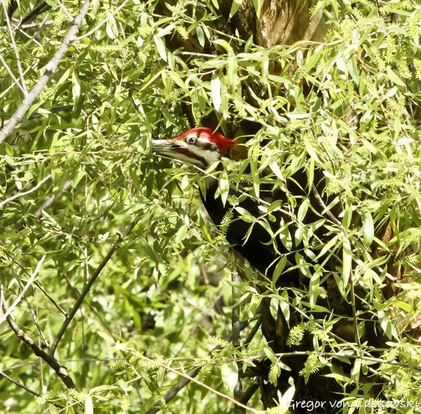  May 9, 2025 11:09 AM, Canon EOS R7, RF100-500mm F4.5-7.1 L IS USM, 500mm, f/22.0, 1/3200s, ISO 32000, Gregor von Laszewski