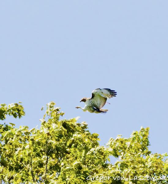  May 9, 2025 11:22 AM, Canon EOS R7, RF100-500mm F4.5-7.1 L IS USM, 500mm, f/22.0, 1/3200s, ISO 32000, Gregor von Laszewski