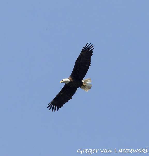  May 9, 2025 12:27 PM, Canon EOS R7, RF100-500mm F4.5-7.1 L IS USM, 500mm, f/22.0, 1/3200s, ISO 10000, Gregor von Laszewski
