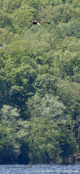  May 9, 2025 12:27 PM, Canon EOS R7, RF100-500mm F4.5-7.1 L IS USM, 428mm, f/22.0, 1/3200s, ISO 6400, Gregor von Laszewski