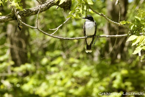  May 9, 2025 1:44 PM, Canon EOS R7, RF100-500mm F4.5-7.1 L IS USM, 500mm, f/22.0, 1/3200s, ISO 20000, Gregor von Laszewski