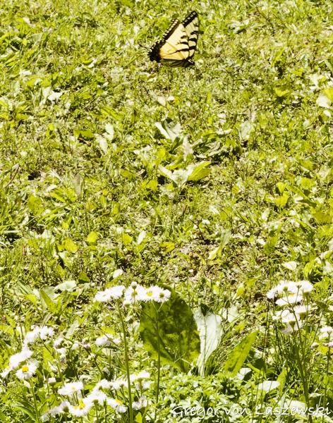  May 9, 2025 1:49 PM, Canon EOS R7, RF100-500mm F4.5-7.1 L IS USM, 100mm, f/22.0, 1/640s, ISO 5000, Gregor von Laszewski