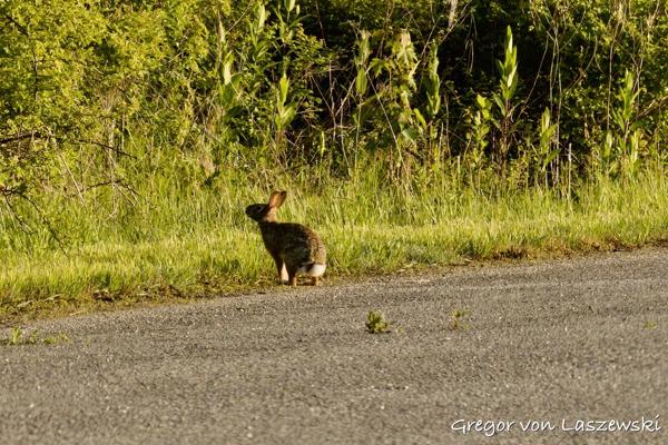  May 11, 2025 7:22 AM, Canon EOS R7, RF100-500mm F4.5-7.1 L IS USM, 500mm, f/22.0, 1/640s, ISO 5000, Gregor von Laszewski