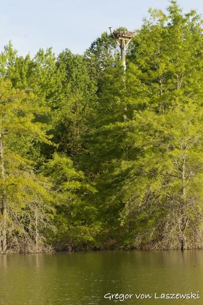  May 11, 2025 8:04 AM, Canon EOS R7, RF100-500mm F4.5-7.1 L IS USM, 100mm, f/22.0, 1/800s, ISO 6400, Gregor von Laszewski