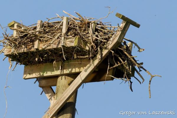  May 11, 2025 8:12 AM, Canon EOS R7, RF100-500mm F4.5-7.1 L IS USM, 500mm, f/22.0, 1/2000s, ISO 6400, Gregor von Laszewski