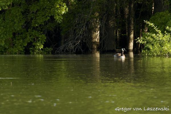  May 11, 2025 8:30 AM, Canon EOS R7, RF100-500mm F4.5-7.1 L IS USM, 500mm, f/22.0, 1/640s, ISO 6400, Gregor von Laszewski