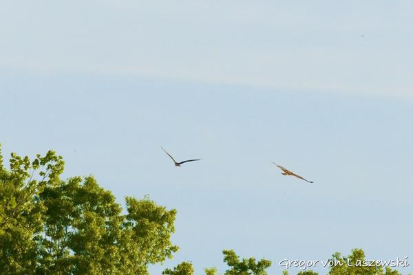  May 11, 2025 8:36 AM, Canon EOS R7, RF100-500mm F4.5-7.1 L IS USM, 500mm, f/22.0, 1/2000s, ISO 6400, Gregor von Laszewski