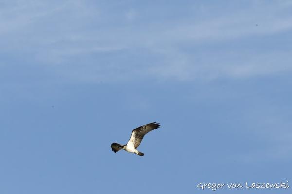  May 11, 2025 8:37 AM, Canon EOS R7, RF100-500mm F4.5-7.1 L IS USM, 324mm, f/22.0, 1/2000s, ISO 6400, Gregor von Laszewski