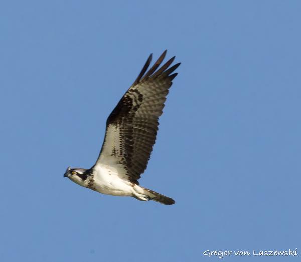  May 11, 2025 8:37 AM, Canon EOS R7, RF100-500mm F4.5-7.1 L IS USM, 428mm, f/22.0, 1/2000s, ISO 6400, Gregor von Laszewski