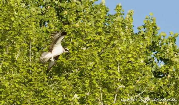  May 11, 2025 8:37 AM, Canon EOS R7, RF100-500mm F4.5-7.1 L IS USM, 500mm, f/22.0, 1/2000s, ISO 6400, Gregor von Laszewski