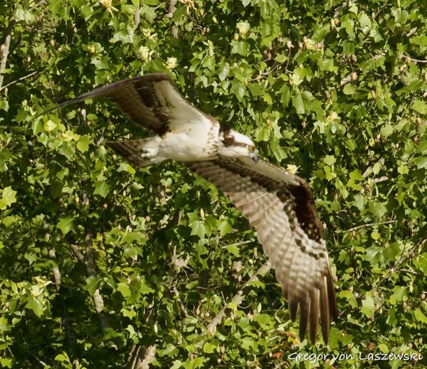  May 11, 2025 8:37 AM, Canon EOS R7, RF100-500mm F4.5-7.1 L IS USM, 500mm, f/22.0, 1/2000s, ISO 6400, Gregor von Laszewski