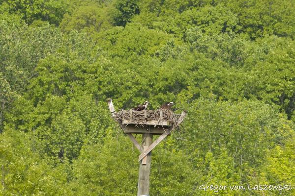  May 11, 2025 9:27 AM, Canon EOS R7, RF100-500mm F4.5-7.1 L IS USM, 500mm, f/22.0, 1/800s, ISO 6400, Gregor von Laszewski
