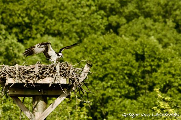 May 11, 2025 9:29 AM, Canon EOS R7, RF100-500mm F4.5-7.1 L IS USM + EXTENDER RF2x, 1000mm, f/22.0, 1/60s, ISO 100, Gregor von Laszewski