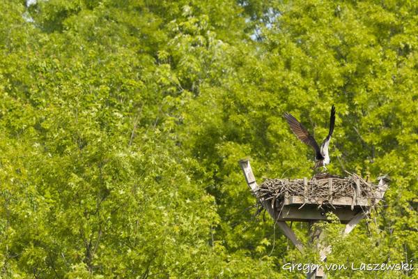  May 11, 2025 9:39 AM, Canon EOS R7, RF100-500mm F4.5-7.1 L IS USM + EXTENDER RF2x, 600mm, f/13.0, 1/1600s, ISO 2500, Gregor von Laszewski