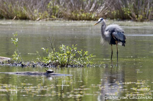  May 14, 2025 1:40 PM, Canon EOS R7, RF200-800mm F6.3-9 IS USM, 800mm, f/9.0, 1/2000s, ISO 1250, Gregor von Laszewski