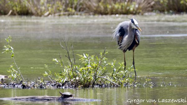  May 14, 2025 1:41 PM, Canon EOS R7, RF200-800mm F6.3-9 IS USM, 800mm, f/9.0, 1/2000s, ISO 1600, Gregor von Laszewski