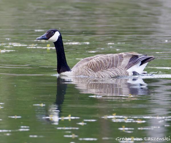  May 14, 2025 1:53 PM, Canon EOS R7, RF200-800mm F6.3-9 IS USM, 800mm, f/9.0, 1/2000s, ISO 6400, Gregor von Laszewski