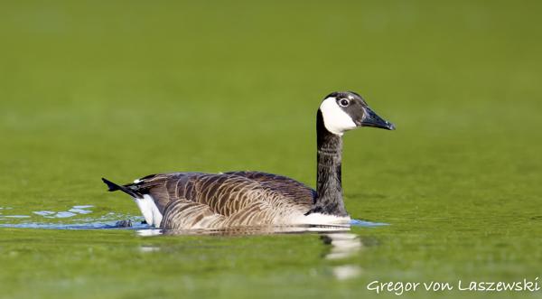  May 14, 2025 7:18 PM, Canon EOS R7, RF200-800mm F6.3-9 IS USM, 742mm, f/9.0, 1/3200s, ISO 3200, Gregor von Laszewski