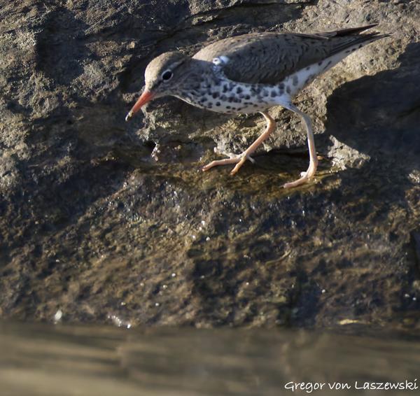  May 14, 2025 7:46 PM, Canon EOS R7, RF200-800mm F6.3-9 IS USM, 800mm, f/9.0, 1/3200s, ISO 6400, Gregor von Laszewski
