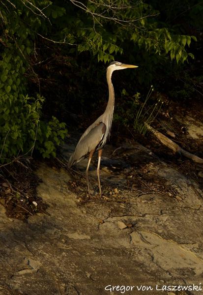  May 14, 2025 8:07 PM, Canon EOS R7, RF200-800mm F6.3-9 IS USM, 400mm, f/10.0, 1/2500s, ISO 2500, Gregor von Laszewski