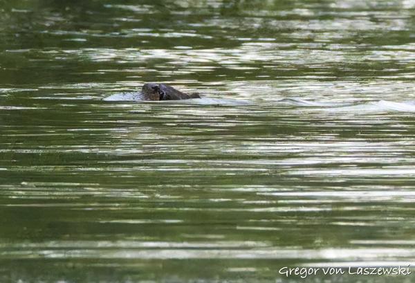  May 14, 2025 8:21 PM, Canon EOS R7, RF200-800mm F6.3-9 IS USM, 200mm, f/10.0, 1/2500s, ISO 25600, Gregor von Laszewski