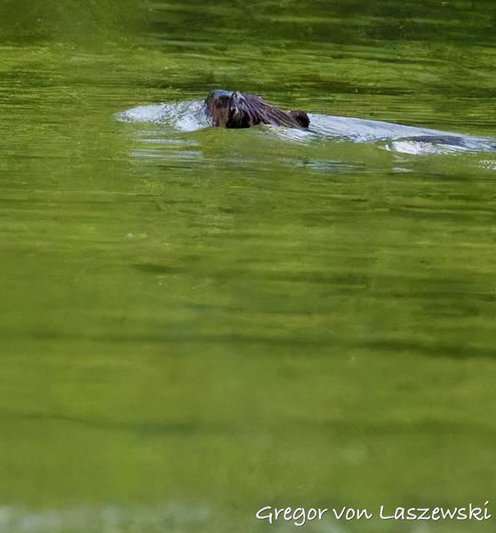  May 14, 2025 8:21 PM, Canon EOS R7, RF200-800mm F6.3-9 IS USM, 300mm, f/10.0, 1/2500s, ISO 25600, Gregor von Laszewski