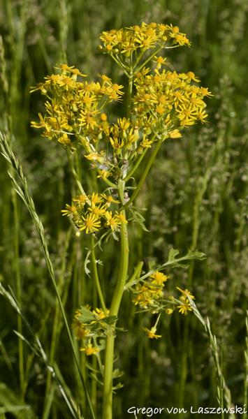  May 15, 2025 8:33 AM, Canon EOS R7, RF100-500mm F4.5-7.1 L IS USM, 100mm, f/6.3, 1/3200s, ISO 640, Gregor von Laszewski