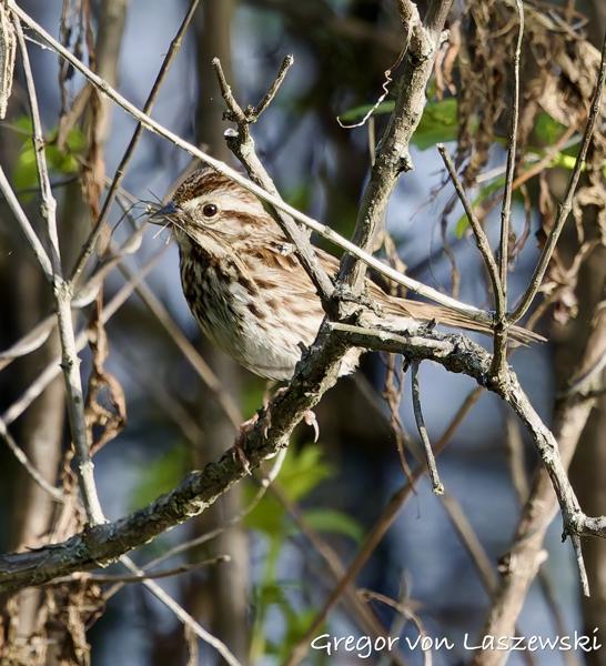  May 15, 2025 8:36 AM, Canon EOS R7, RF100-500mm F4.5-7.1 L IS USM, 500mm, f/7.1, 1/3200s, ISO 2000, Gregor von Laszewski