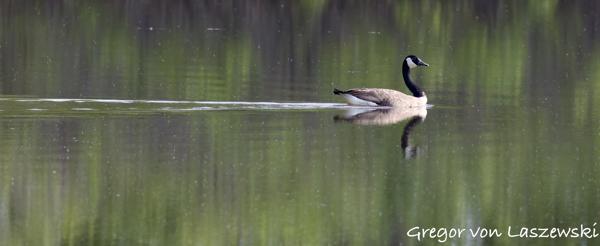  May 15, 2025 8:43 AM, Canon EOS R7, RF100-500mm F4.5-7.1 L IS USM, 500mm, f/7.1, 1/3200s, ISO 2000, Gregor von Laszewski